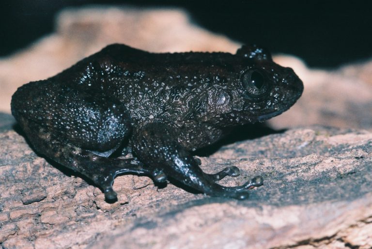 Inde : des grenouilles plus petites qu’un ongle