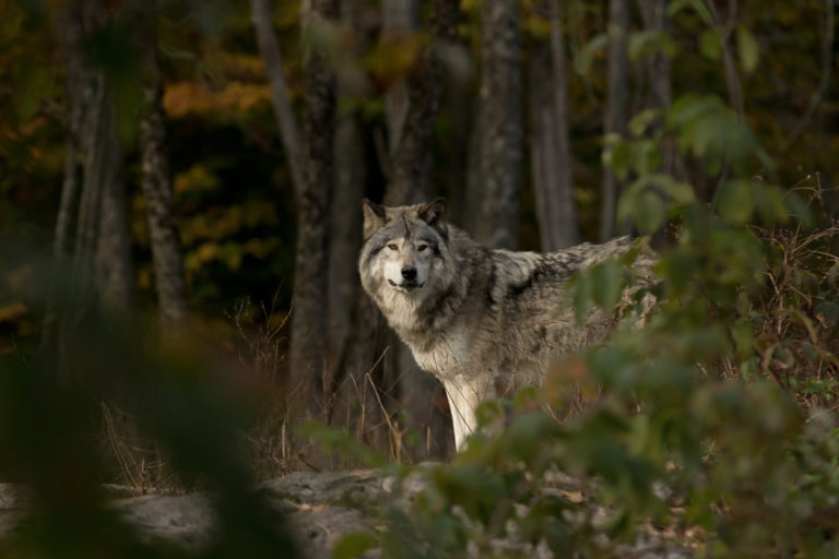 Abattage de loups : toujours plus