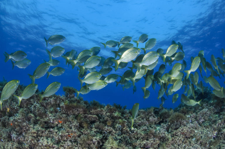 Dix ans pour sauver les poissons de Méditerranée