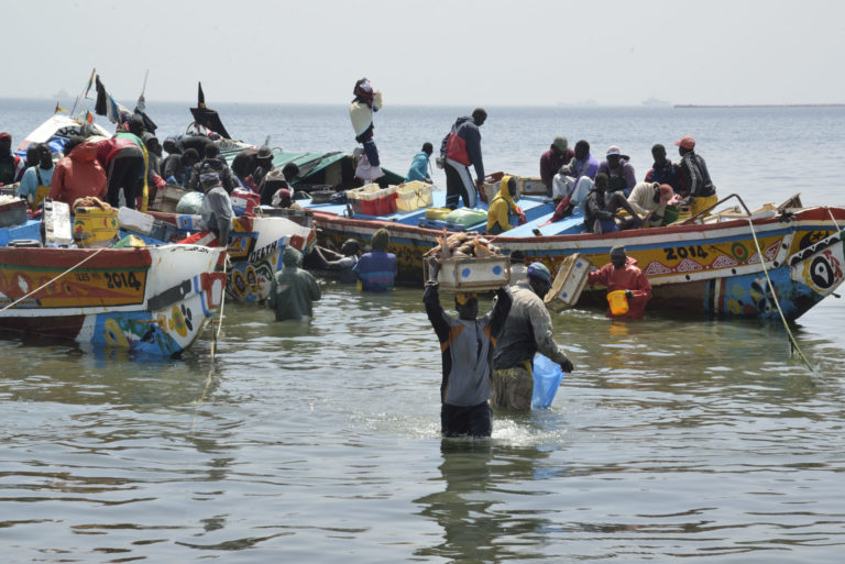 IRD : le secret des trésors halieutiques du Sénégal