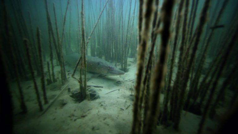 Les Tours de France de la biodiversité