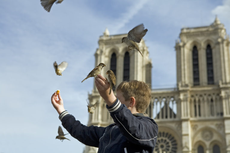Le Cese recommande de faire plus de place à la nature en ville (2 min)
