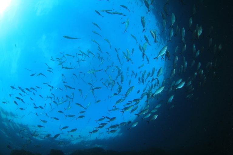 Poissons : la connectivité est une condition de persistance des espèces