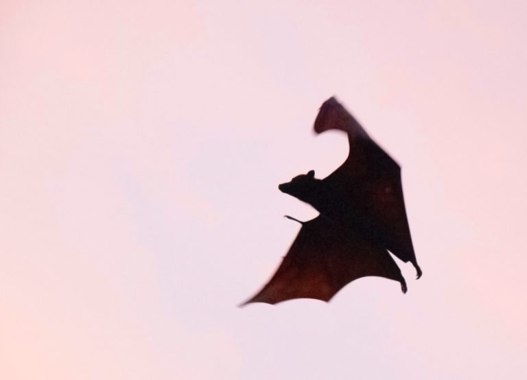 Ebola : les chauve-souris sur la sellette, les singes (presque) dédouanés (1 min 30)