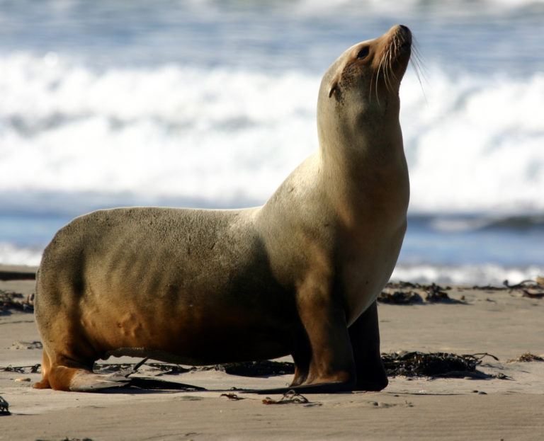 Brésil: la grippe aviaire a tué au moins 164 lions de mer et otaries