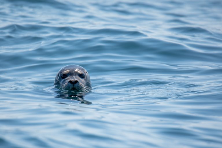 Une association accuse des aquariums de « commerce illégal » d&rsquo;animaux