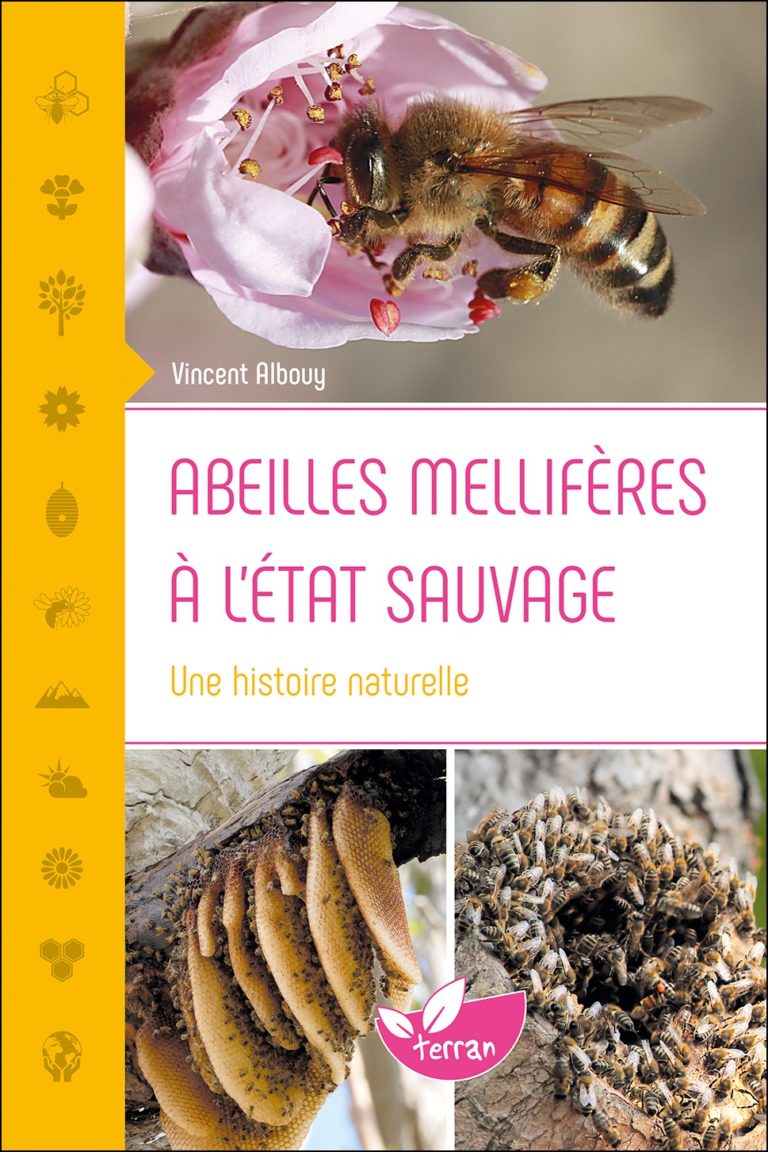 Abeilles mellifères à l&rsquo;état sauvage