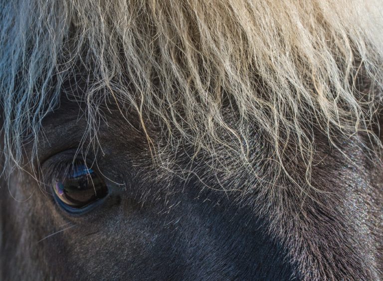 Mais d’où vient ce cheval ? (3 mn)
