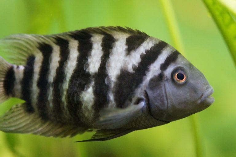 Les poissons aussi ont des chagrins d&rsquo;amour  (2 mn 30)
