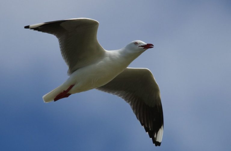 Les mouettes australiennes sont porteuses de « superbactéries » humaines (1 mn 30)
