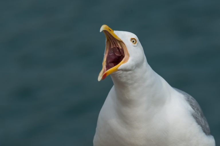 Goélands ou Fous de Bassan, la grippe aviaire tue aussi les espèces sauvages