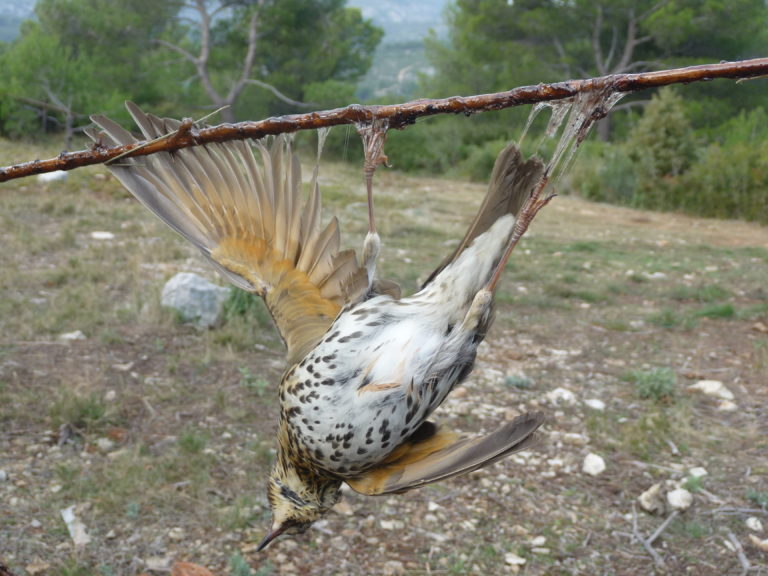 Chasse à la glu : la justice européenne tranchera