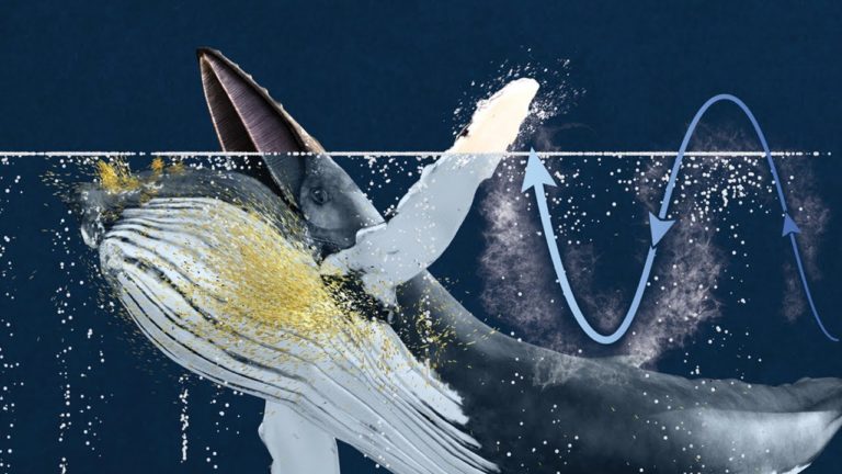 Le coup de nageoire des baleines à bosse pour chasser (1 mn)