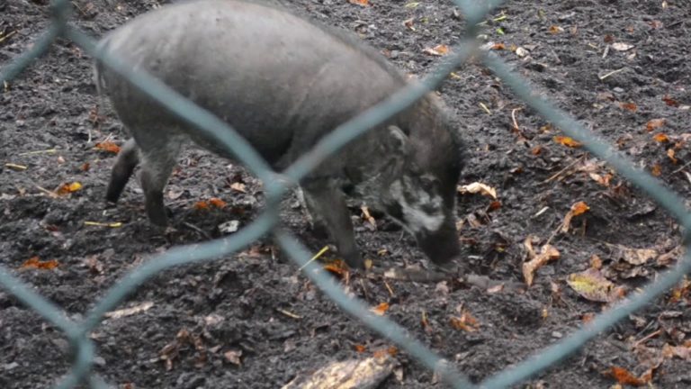 De l&rsquo;écorce donnée aux cochons (1 mn)