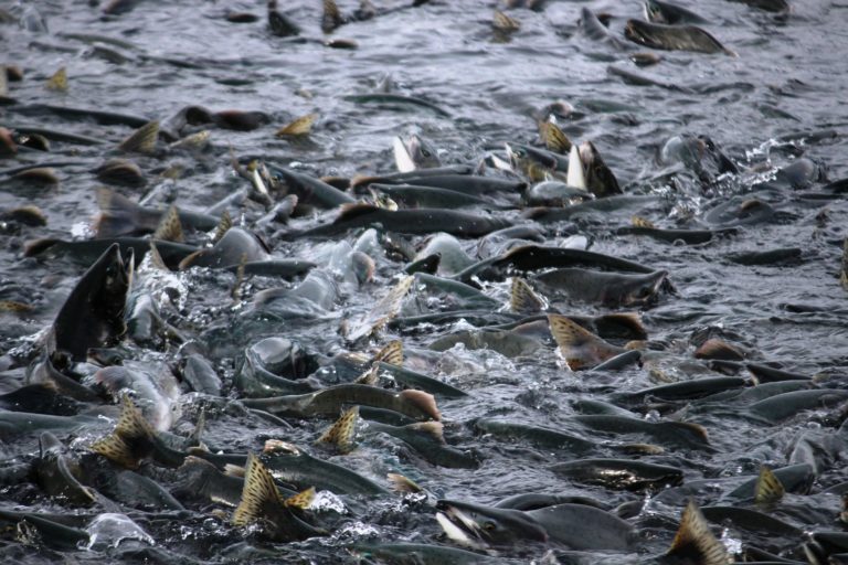 En Ecosse, les pêcheurs désespèrent face à la disparition des saumons sauvages