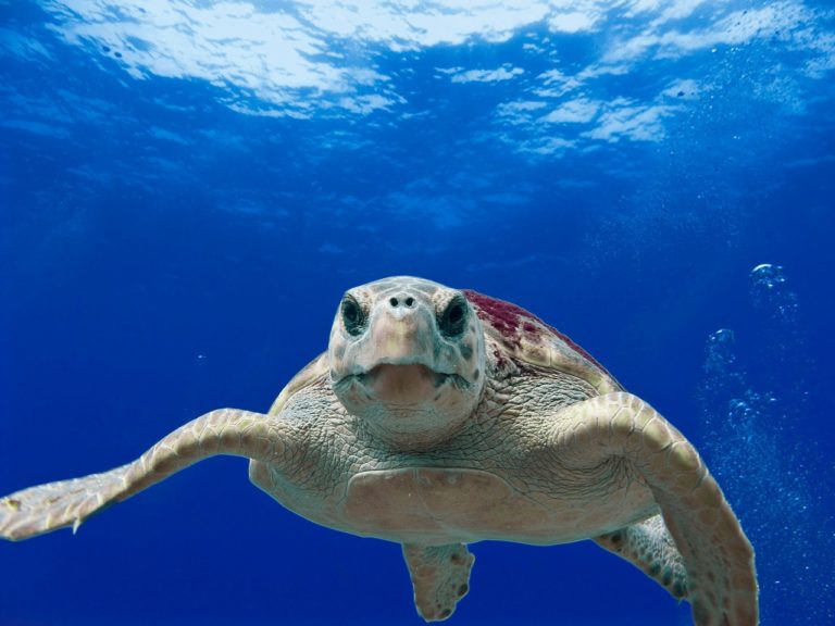 Les tortues caouannes ne s&rsquo;adapteraient pas au réchauffement climatique (2 mn)