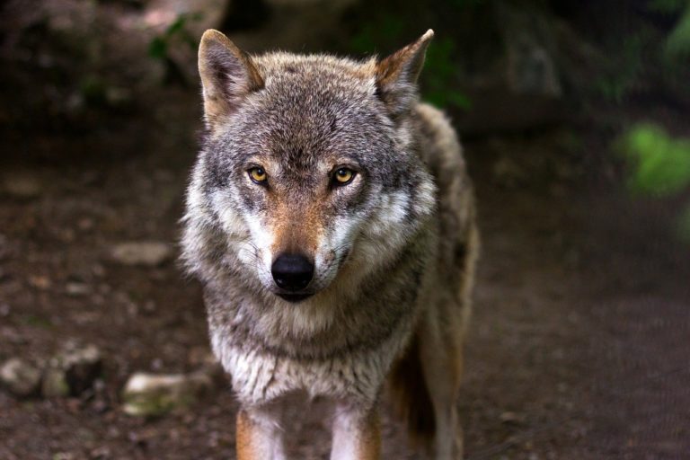 Des ONG saisissent la justice pour stopper des tirs de loups en Suisse