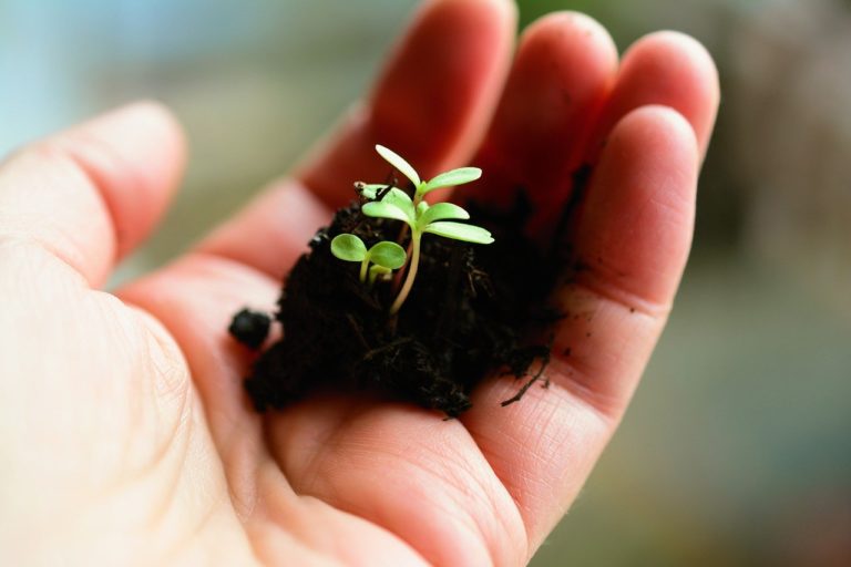 Climat: l&rsquo;UE va planter 3 milliards d&rsquo;arbres pour absorber ses émissions