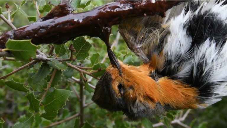 Chasse à la glu : images à l&rsquo;appui, la LPO interpelle le gouvernement (2 mn)