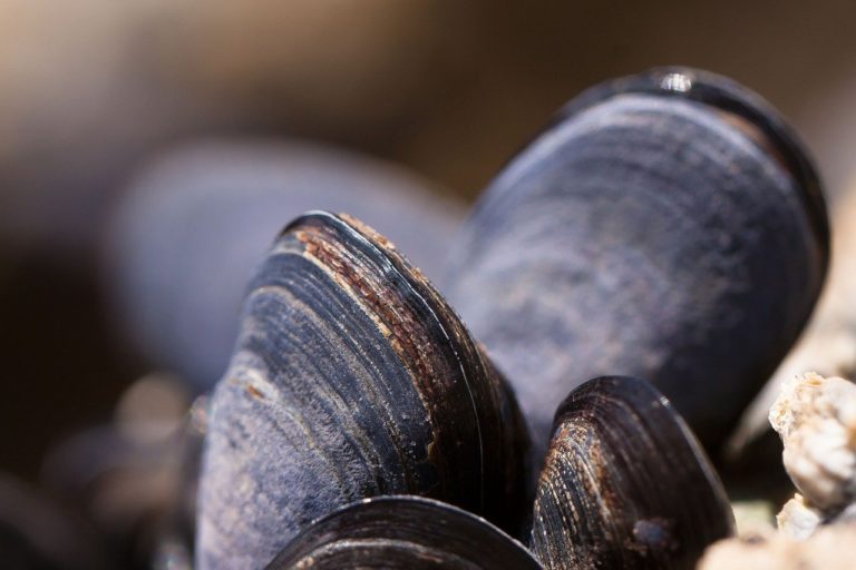 Le réchauffement climatique menace les moules de la Méditerranée espagnole