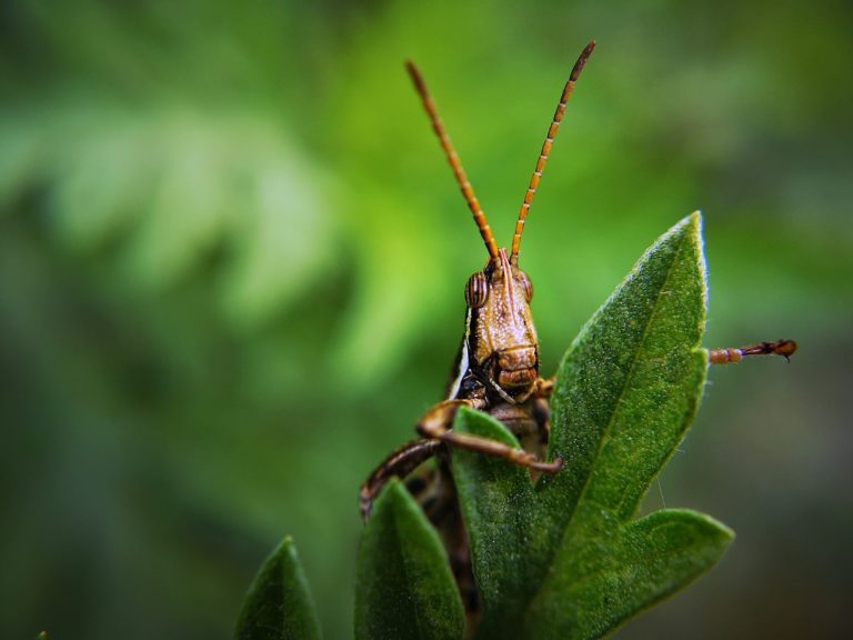 Le déclin des arthropodes est lié (en partie) à l&rsquo;agriculture (1 mn)
