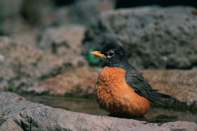 Chérie, j’ai rétréci les oiseaux… (1 mn)