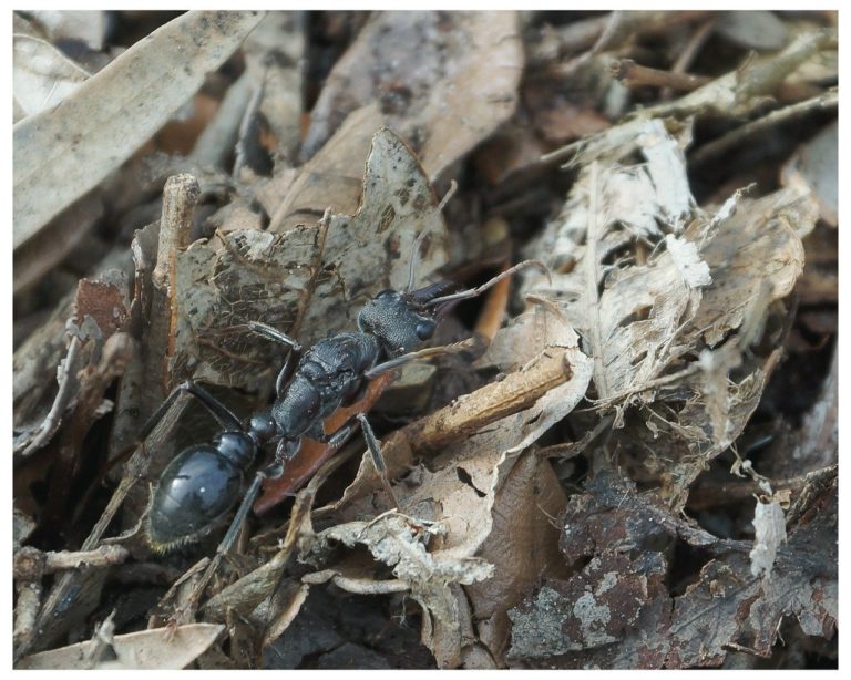 Faites pipi, c’est bon pour les fourmis ! (1 mn 30)