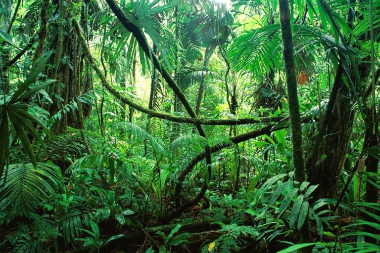 36% des paysages forestiers intacts se trouvent sur les terres des peuples indigènes (1 mn)