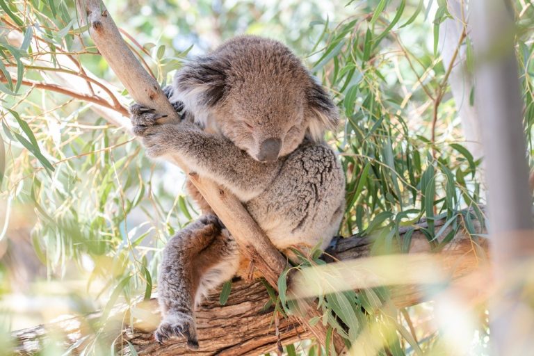 Australie: un Etat interdit l&rsquo;exploitation forestière pour offrir un refuge aux koalas 