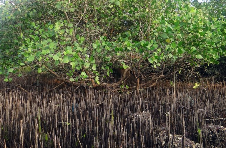 Oman fait revivre ses mangroves, un puits de carbone menacé par le changement climatique