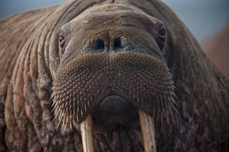 Les Vikings du Groenland victimes d&rsquo;avoir trop chassé le morse (1 mn)