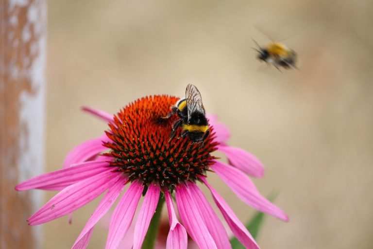Les bourdons victimes du changement climatique (1 mn)