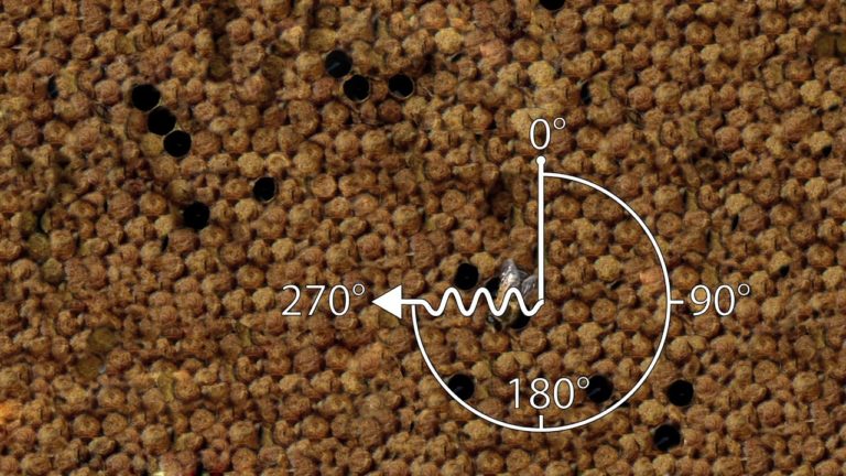 Le twerk des abeilles décodé par les scientifiques (1 mn 30)