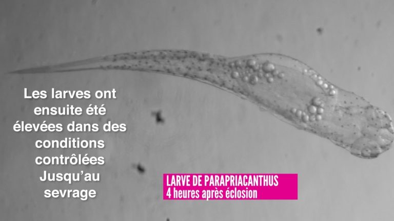 Des poissons tropicaux pour la première fois au monde reproduits en France (1 mn)