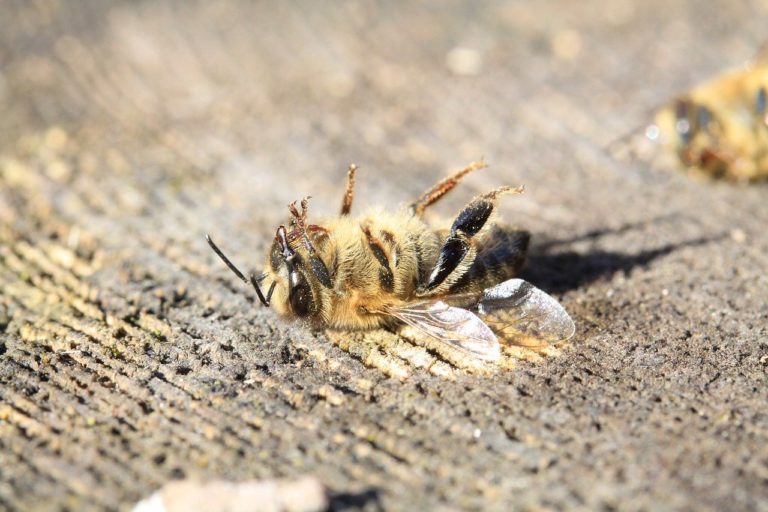 40% des abeilles domestiques meurent pendant leur phase d’apprentissage