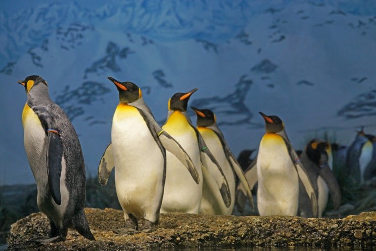 🆓 Un million de manchots royaux portés disparus (4 mn 30)