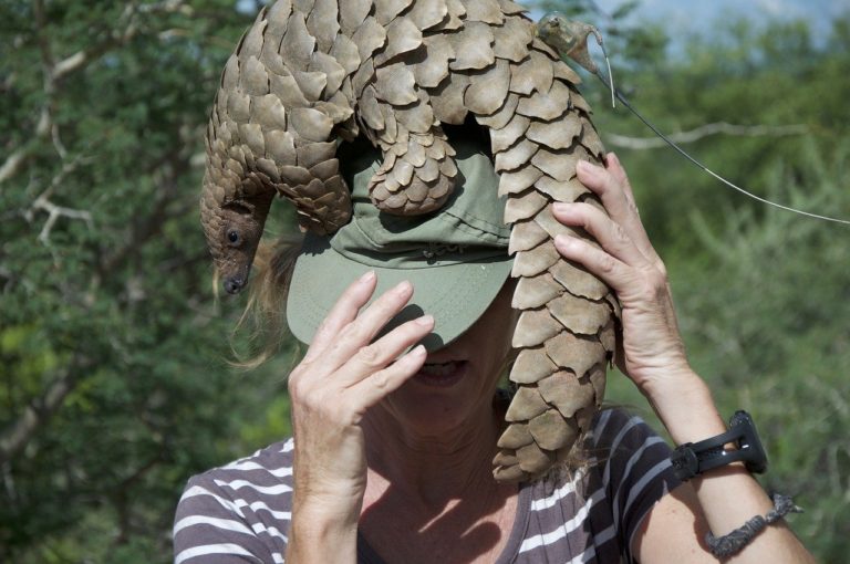 Vietnam: un défenseur des pangolins reçoit le « Nobel vert »