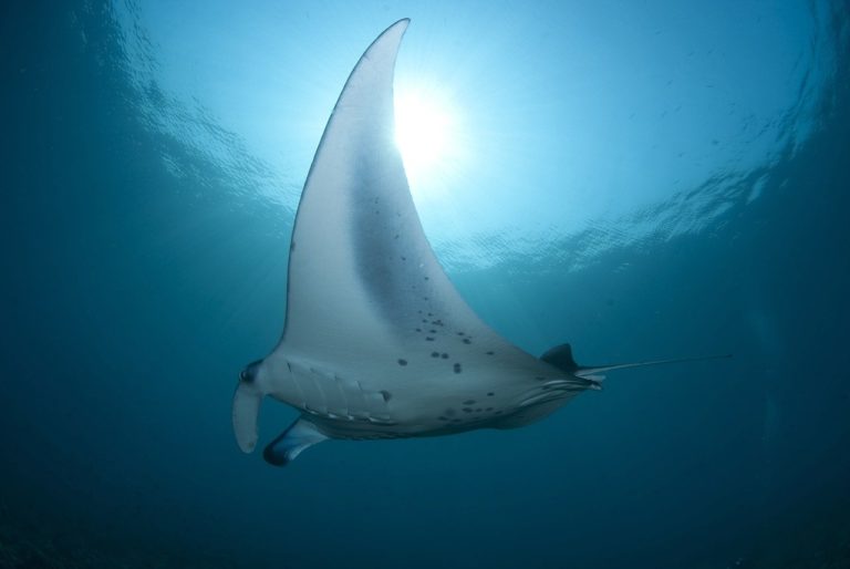 Les populations de requins et de raies réduites de moitié dans le monde en 50 ans (étude)