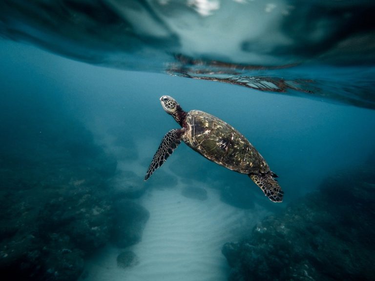 Au Yémen, les tortues manquent de mâles à cause du réchauffement climatique 