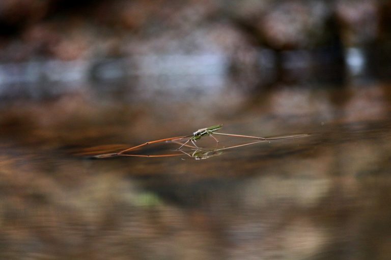 🆓 Les insectes terrestres diminuent, mais ceux d&rsquo;eau douce augmentent (1 mn 30)