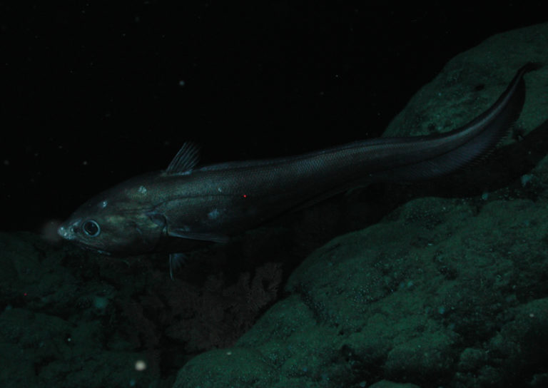 🆓 Les poissons des abysses migrent aussi (1 mn 30)