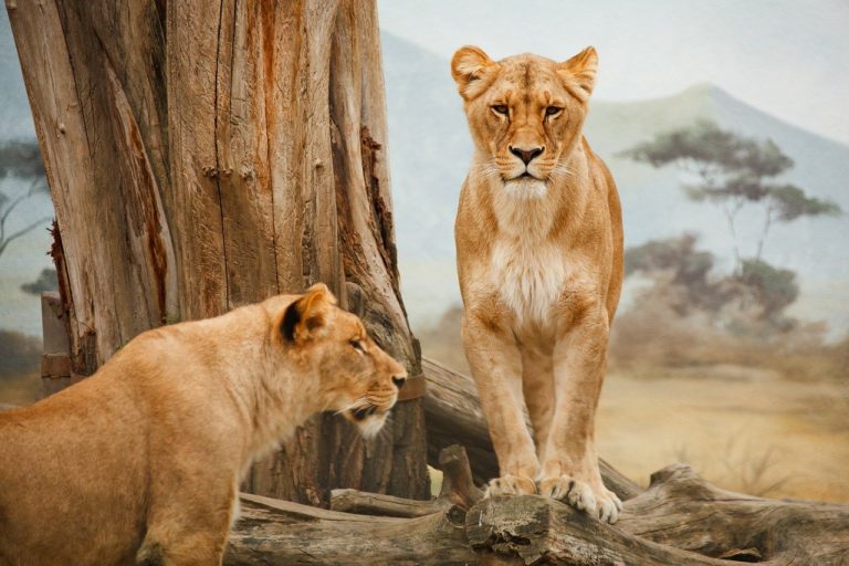 🆓 Afrique : les lions ne sont pas en sécurité dans les parcs nationaux ! (2 mn)