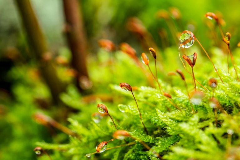 L&rsquo;interaction entre plantes et champignons à l&rsquo;origine de la végétalisation terrestre