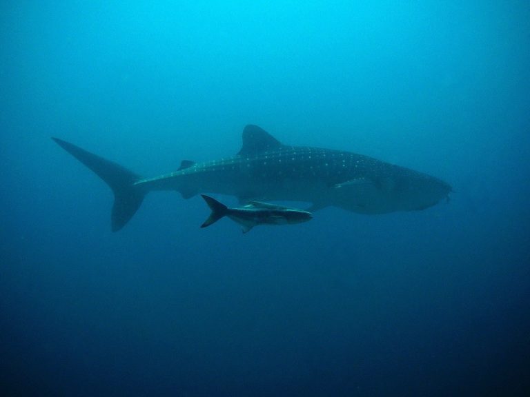 🆓 Fais péter la bombe, et je te dirai l&rsquo;âge du requin-baleine (2 mn)