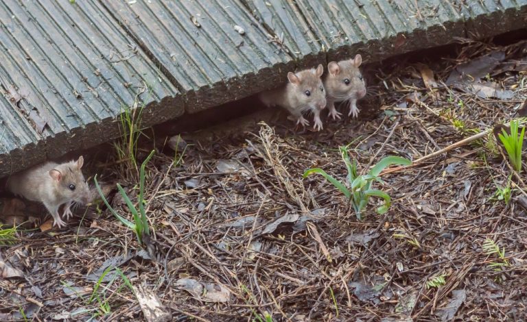 🆓 Des micro-balises pour suivre les tout petits animaux (3 mn)