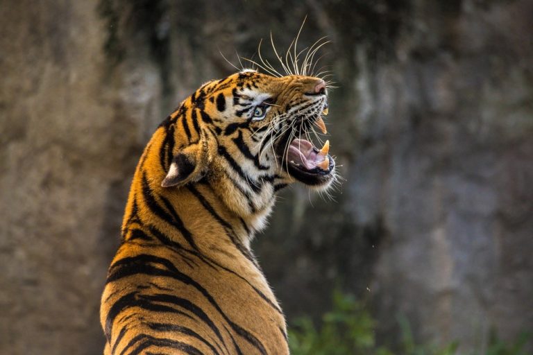 🔻L&rsquo;air contient des quantités importantes d&rsquo;ADN animal