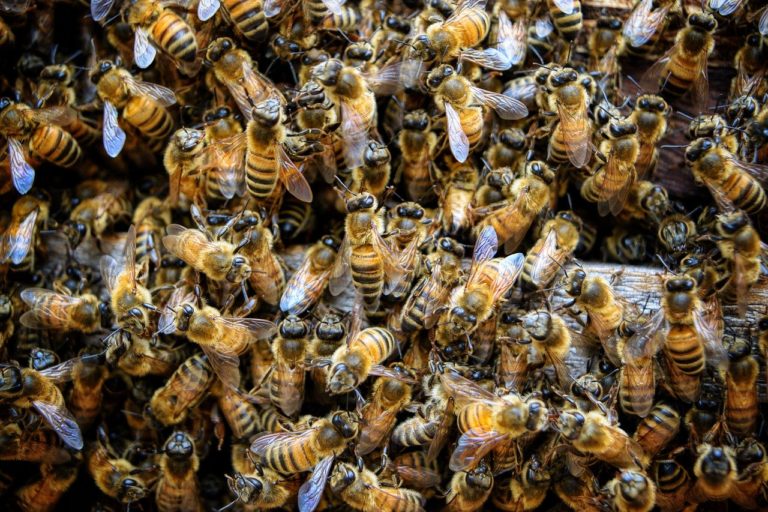 L&rsquo;UE veut renforcer son action pour protéger les abeilles