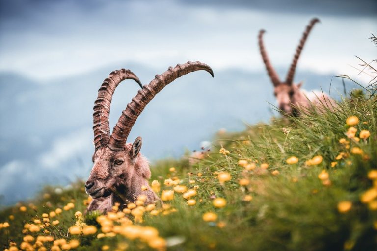 🔻 Brucellose : la justice suspend l&rsquo;abattage de bouquetins non testés en Haute-Savoie