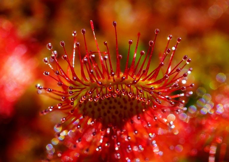 Comment les plantes carnivores ont-elles développé leur goût pour la chair ? (2 mn)