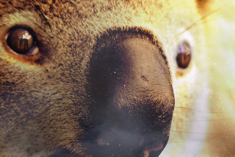 Australie: des chercheurs vont tester la « reconnaissance faciale » des koalas